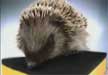 Schwamm & Igel 1