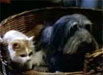 Hund & Katz' und ihr Haus ist sicher!