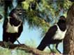 Spaßvögel